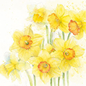 Card Daffodils